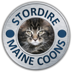 Stordire Maine Coons Colorado 