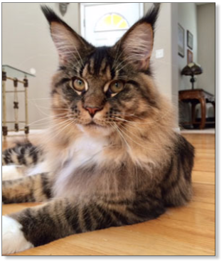 Main Coon