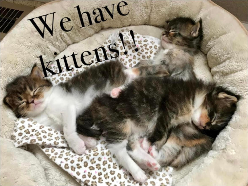We Have Maine Coon Kittens