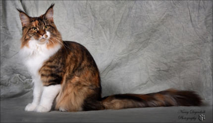 The Stordire Cattery is CFA and TICA registered.