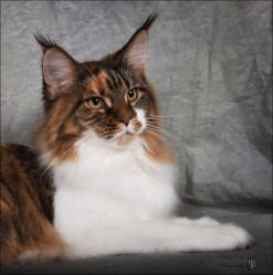 The Stordire Cattery is CFA and TICA registered.