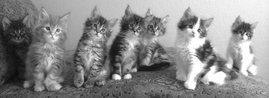 Beautiful Maine Coon Kittens For Sale In Colorado