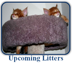 Upcoming Litters of Maine Coon Kittens