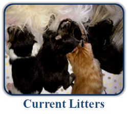 Current Litters of Maine Coon Kittens