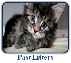 Past Litters of Maine Coon Kittens