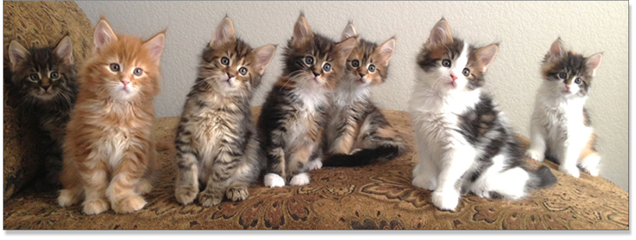 Beautiful Maine Coon Kittens For Sale In Colorado